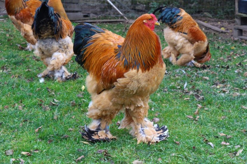 IMG-20181103-WA0040 - Brahma Columbia galben-negru 2017-2018