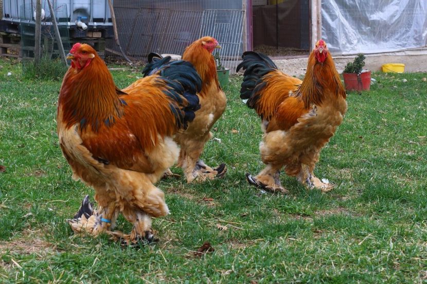 IMG-20181103-WA0042 - Brahma Columbia galben-negru 2017-2018