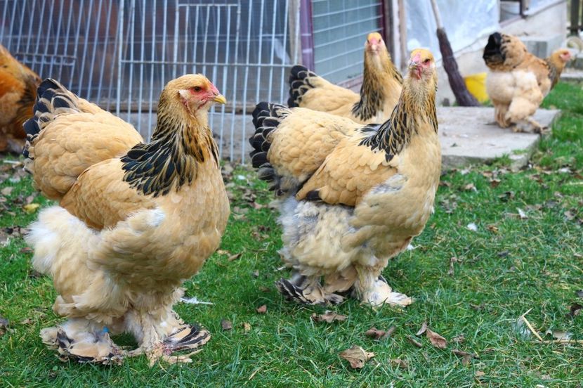 IMG-20181103-WA0034 - Brahma Columbia galben-negru 2017-2018