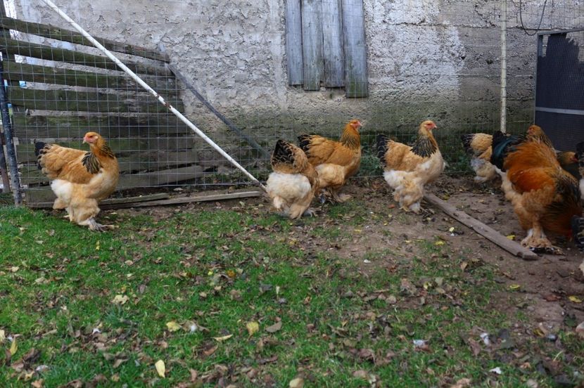 IMG-20181103-WA0035 - Brahma Columbia galben-negru 2017-2018