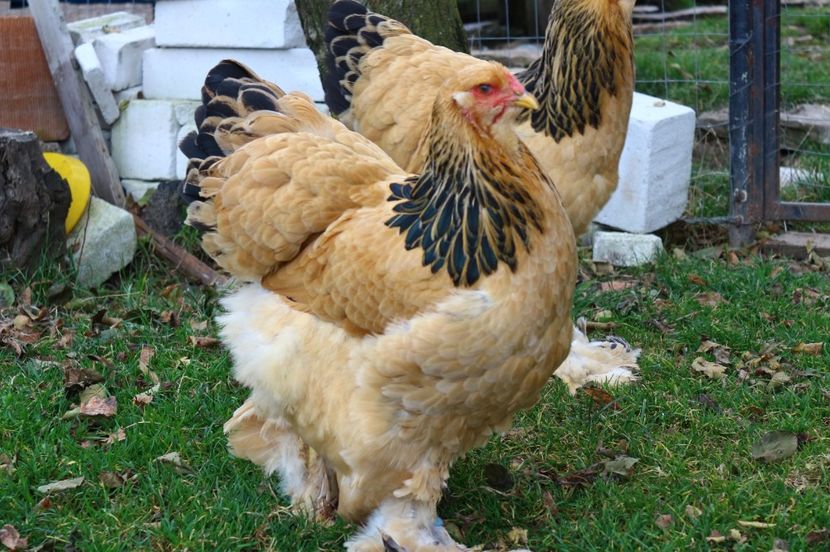 IMG-20181103-WA0028 - Brahma Columbia galben-negru 2017-2018