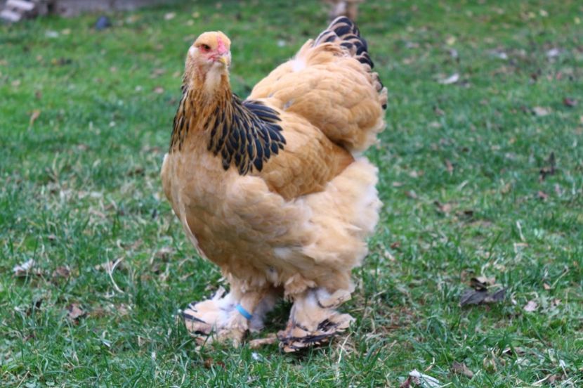 IMG-20181103-WA0031 - Brahma Columbia galben-negru 2017-2018