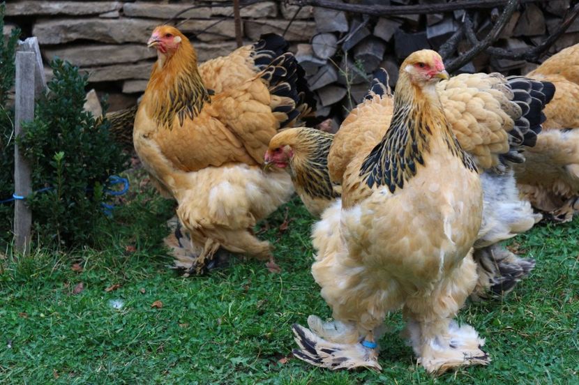 IMG-20181103-WA0032 - Brahma Columbia galben-negru 2017-2018