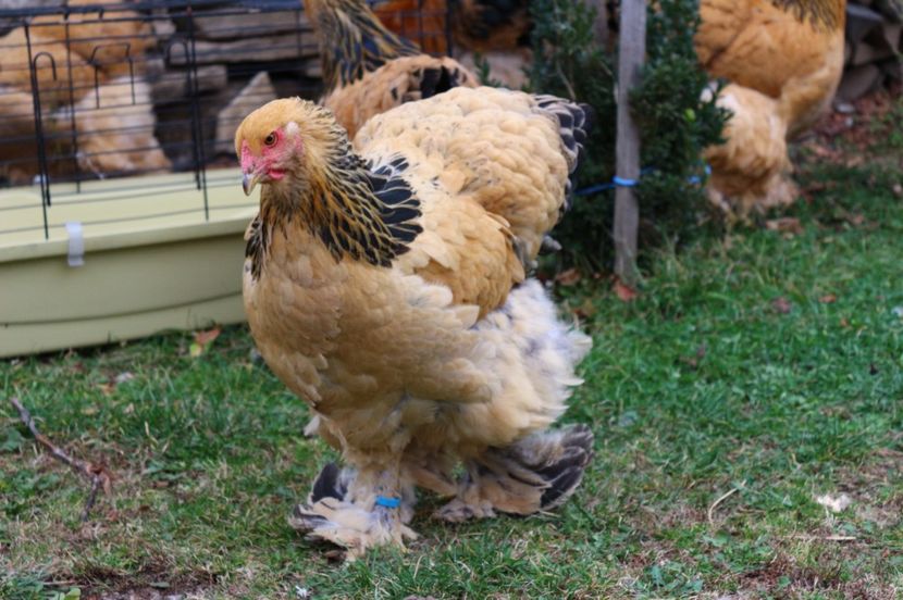 IMG-20181103-WA0033 - Brahma Columbia galben-negru 2017-2018