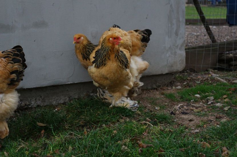 IMG-20181103-WA0027 - Brahma Columbia galben-negru 2017-2018