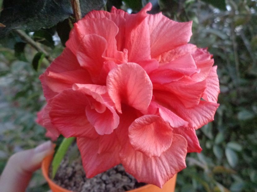  - A-HIBISCUS 2018