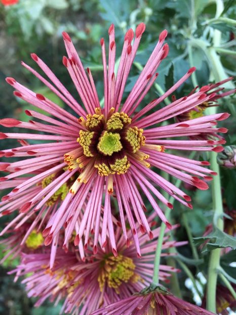 925C4F0B-91D2-465C-945D-BBA07E068EEE - Crizanteme 2018