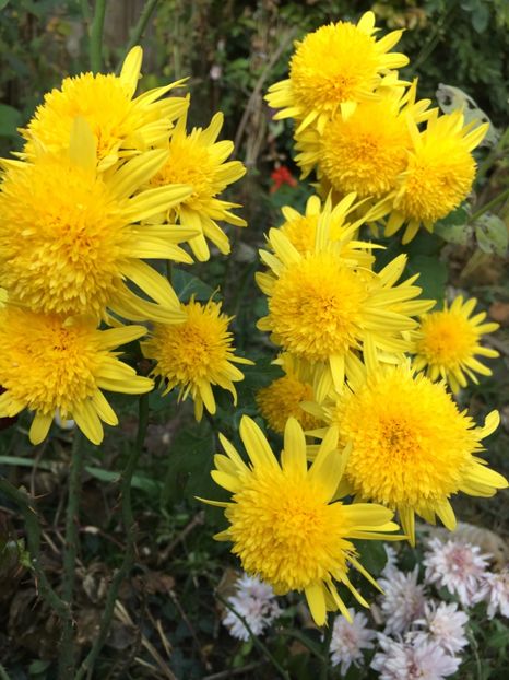 539790A2-A471-4D64-84DA-DCD83E0DFCC5 - Crizanteme 2018