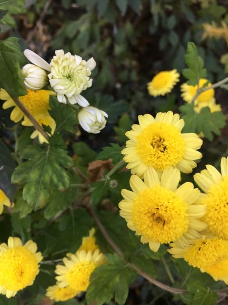 56CA8842-3B3C-4FBC-B83B-74B12417422C - Crizanteme 2018