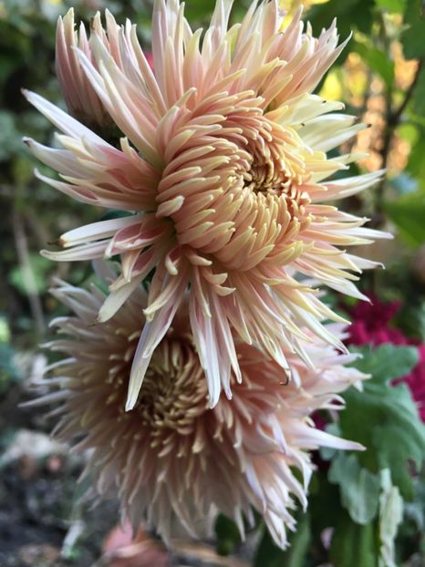 A0C64390-E15D-4F97-BE31-A47B7F41A19E - Crizanteme 2018