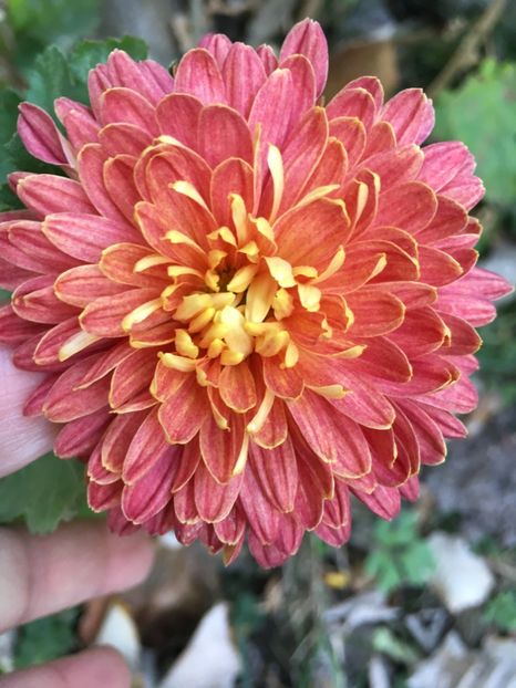 B0F5EDF8-AC5E-4691-8395-473BCC37A6D1 - Crizanteme 2018