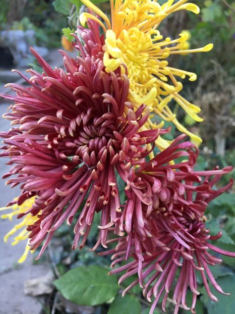 CA2B6066-4C13-455B-8A2A-326F4B9BC611 - Crizanteme 2018