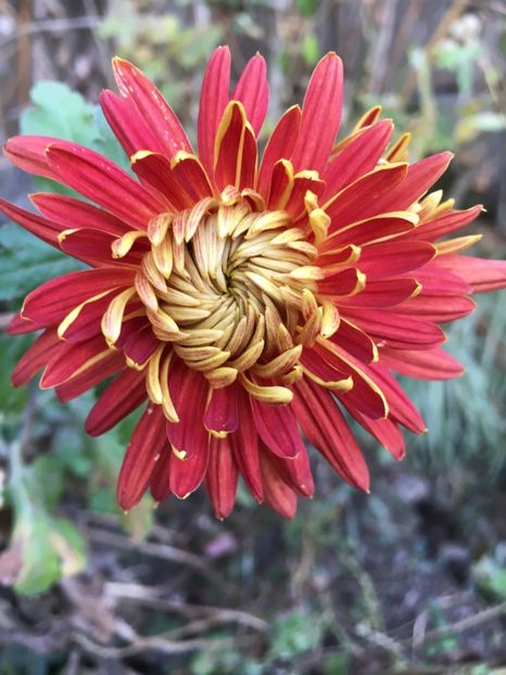 B32A3623-CC1E-4C2A-A42D-A0082241D892 - Crizanteme 2018