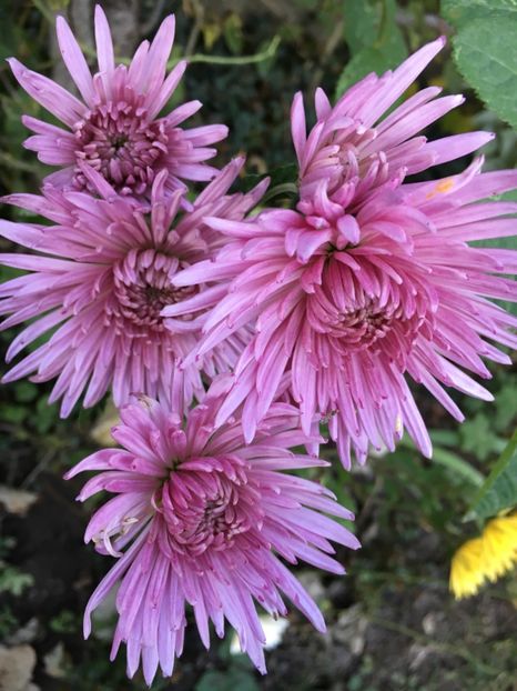 31608268-22F7-4357-BA81-551B1B541AAA - Crizanteme 2018