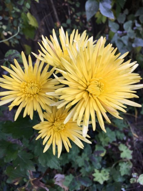 0EBE0043-0E47-42CB-A30C-513F98CBA1D2 - Crizanteme 2018