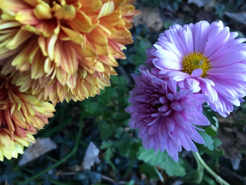 E3E9B4CE-0050-495F-B16F-EDA65C56D8F2 - Crizanteme 2018