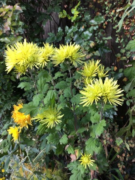 FB1CA834-E5AA-4A45-8330-7D277E6F8931 - Crizanteme 2018