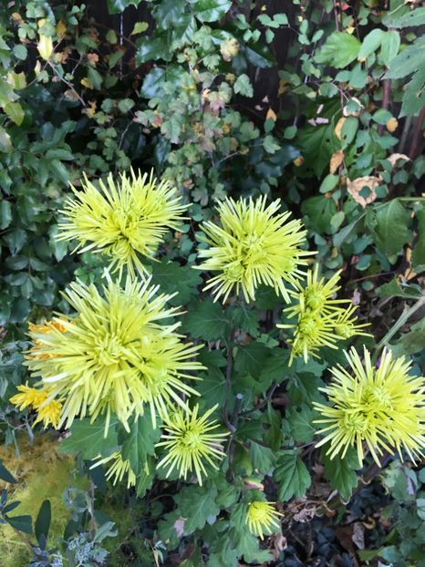 771A793A-4B74-4AA7-AFA5-19BC467156A9 - Crizanteme 2018