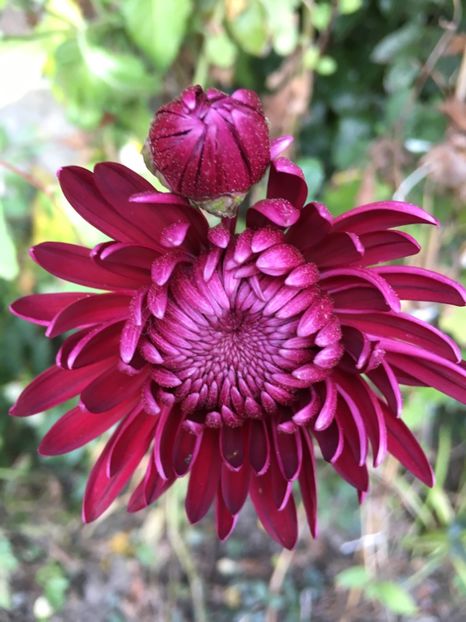 4BFD1110-ADC3-4E25-B196-DA9CECE358B3 - Crizanteme 2018