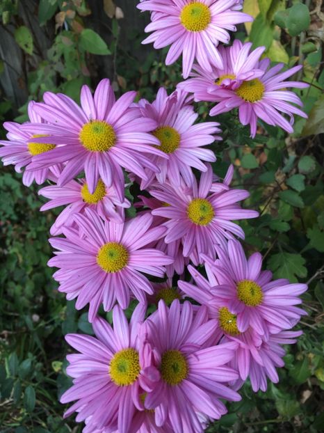 29062326-00F3-4385-8808-D91CDF5E6B41 - Crizanteme 2018