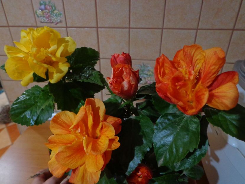  - A-HIBISCUS 2018