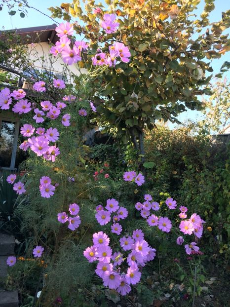 C44D22BB-057F-4690-9866-531361AF3DFE - Cosmos 2018