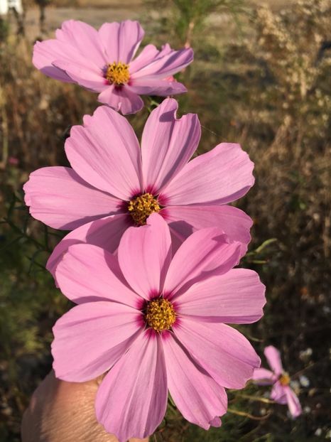 739DB0CD-F4BF-418E-BE77-CD0A3037E256 - Cosmos 2018