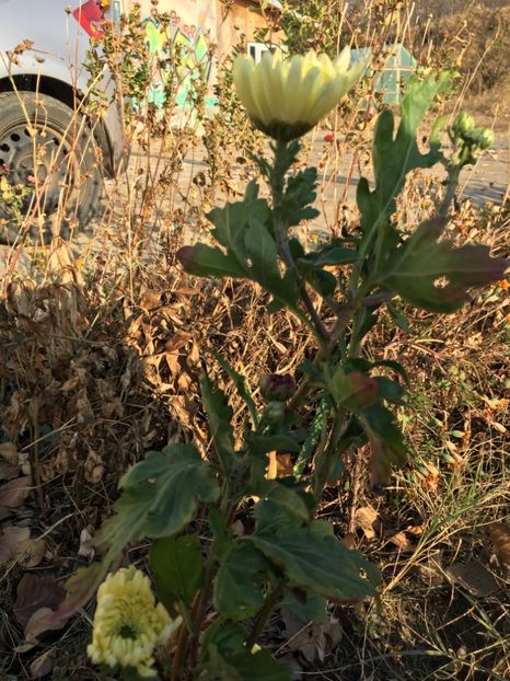 7F87904B-E7AE-464E-9DBD-D3B16240EFC3 - Flori la balta 2