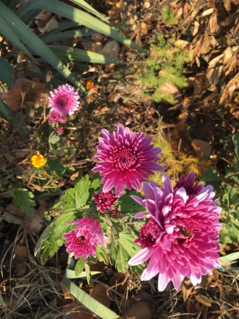 D1A631F3-10D4-4896-BF46-F9E9FDFD3F3F - Flori la balta 2