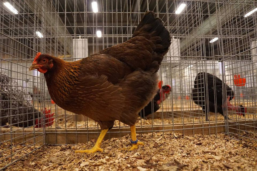  - EXPOZIȚIA EUROPEANĂ - HERNING 2018