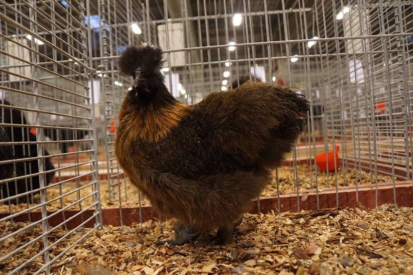  - EXPOZIȚIA EUROPEANĂ - HERNING 2018