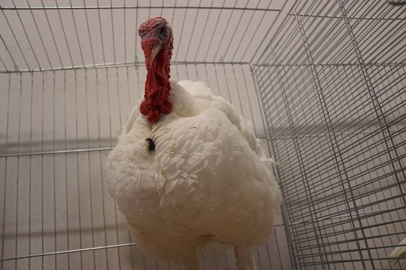  - EXPOZIȚIA EUROPEANĂ - HERNING 2018