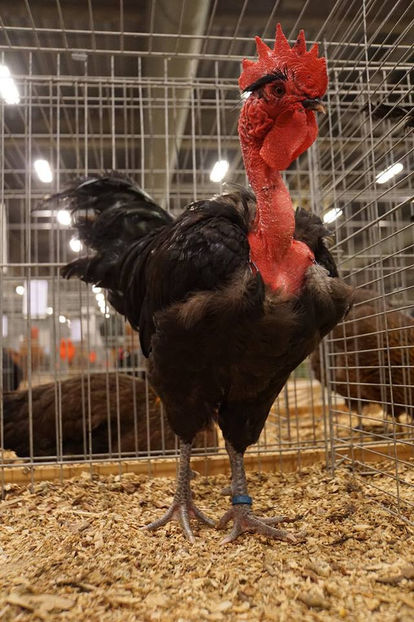  - EXPOZIȚIA EUROPEANĂ - HERNING 2018