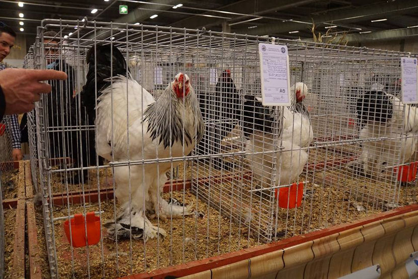  - EXPOZIȚIA EUROPEANĂ - HERNING 2018