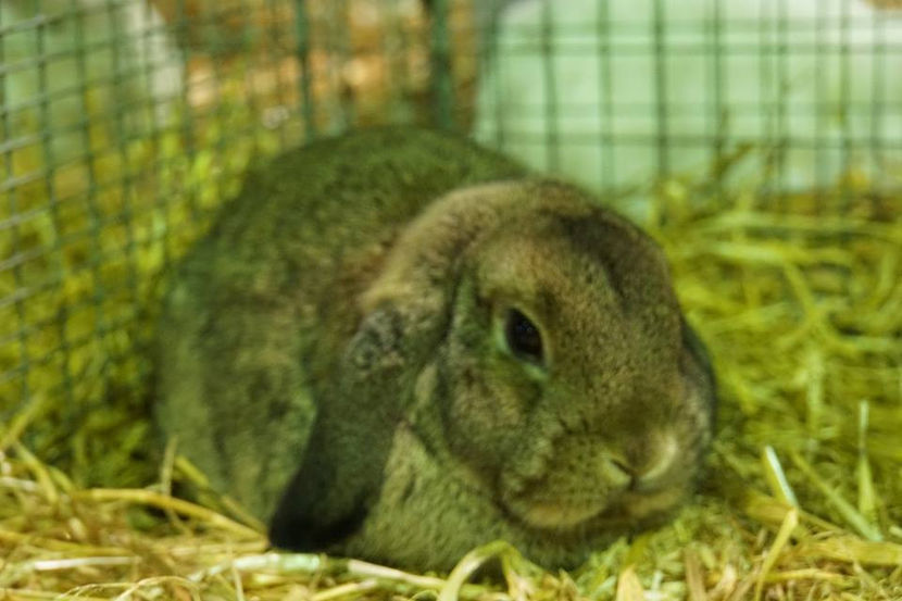  - EXPOZIȚIA EUROPEANĂ - HERNING 2018