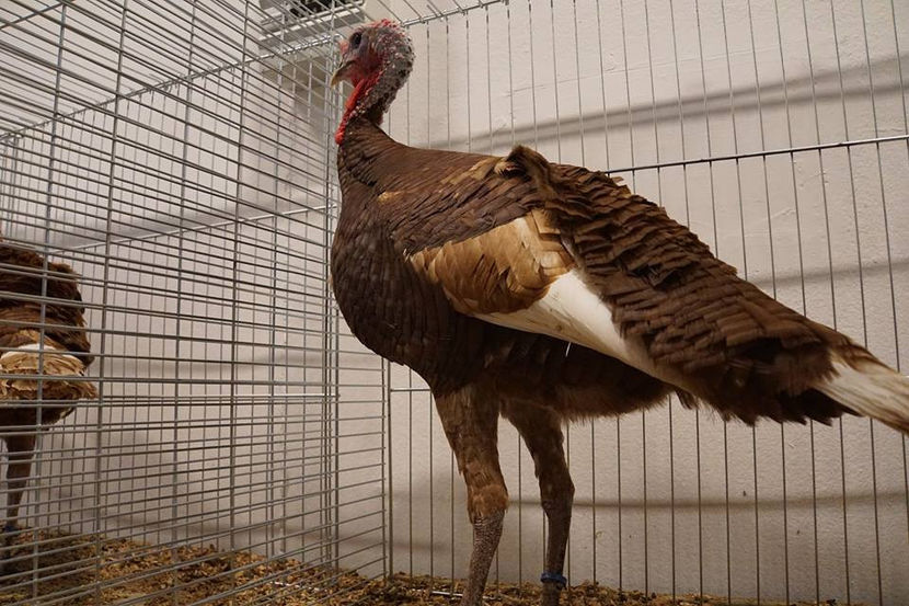  - EXPOZIȚIA EUROPEANĂ - HERNING 2018