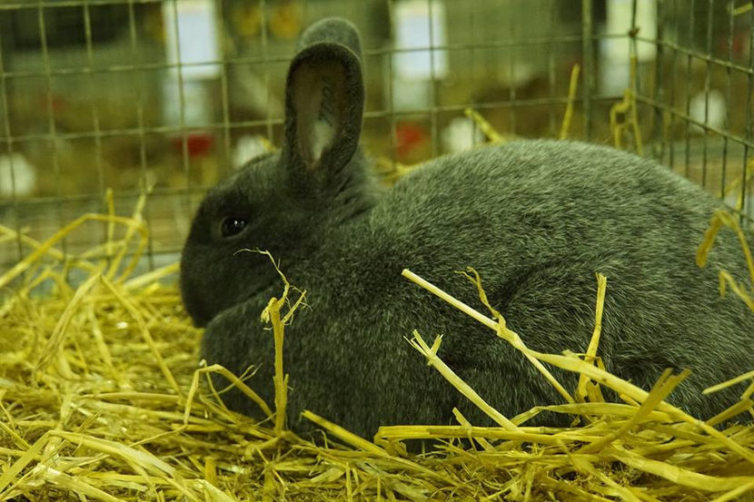  - EXPOZIȚIA EUROPEANĂ - HERNING 2018