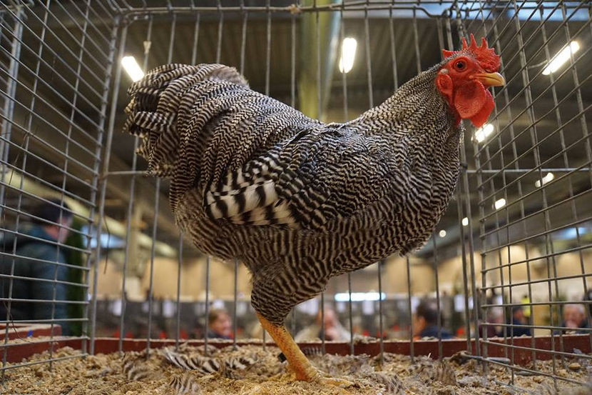  - EXPOZIȚIA EUROPEANĂ - HERNING 2018