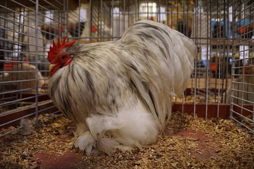  - EXPOZIȚIA EUROPEANĂ - HERNING 2018