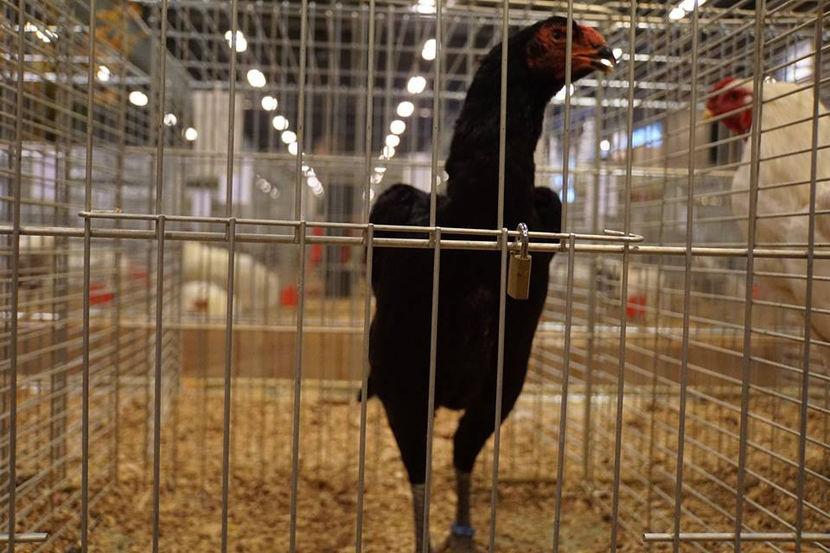  - EXPOZIȚIA EUROPEANĂ - HERNING 2018