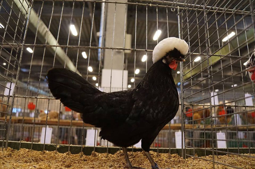  - EXPOZIȚIA EUROPEANĂ - HERNING 2018