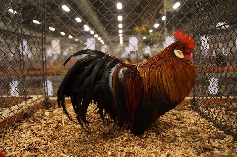  - EXPOZIȚIA EUROPEANĂ - HERNING 2018