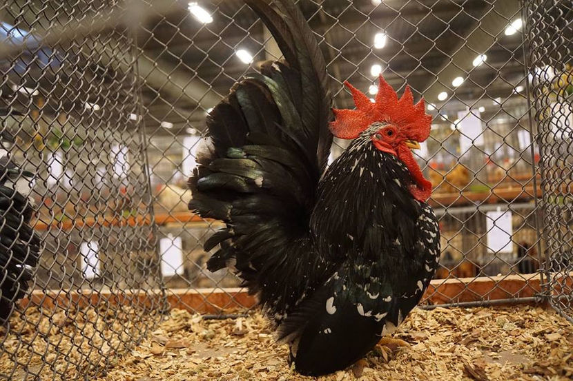  - EXPOZIȚIA EUROPEANĂ - HERNING 2018