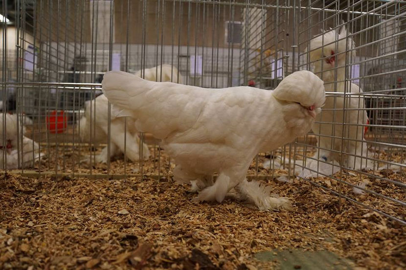  - EXPOZIȚIA EUROPEANĂ - HERNING 2018