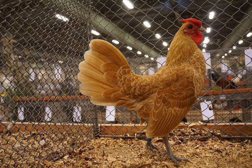  - EXPOZIȚIA EUROPEANĂ - HERNING 2018