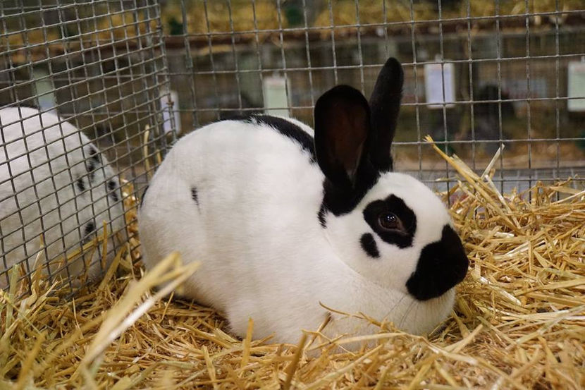  - EXPOZIȚIA EUROPEANĂ - HERNING 2018