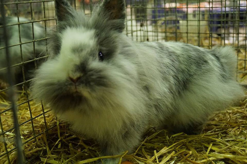  - EXPOZIȚIA EUROPEANĂ - HERNING 2018