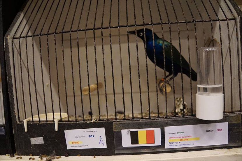  - EXPOZIȚIA EUROPEANĂ - HERNING 2018