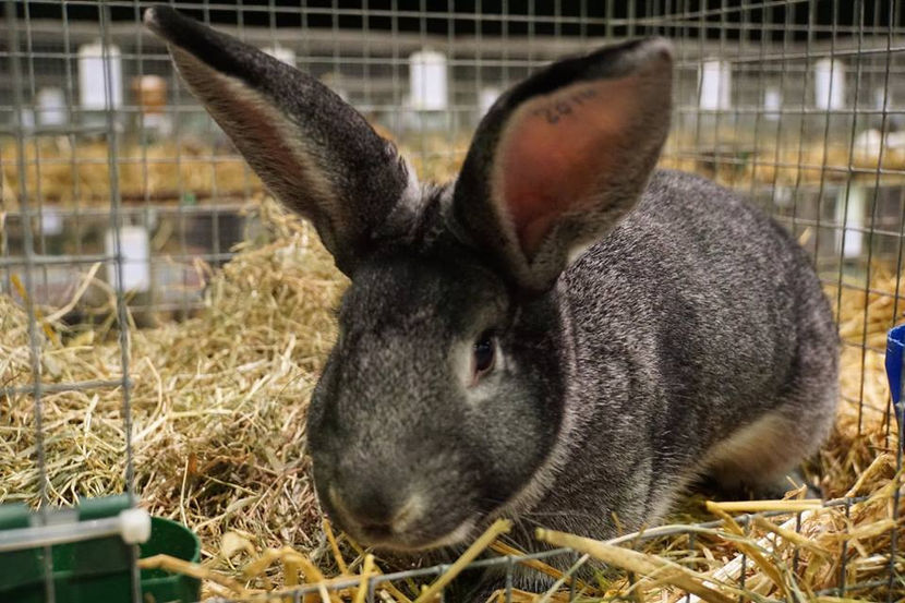  - EXPOZIȚIA EUROPEANĂ - HERNING 2018