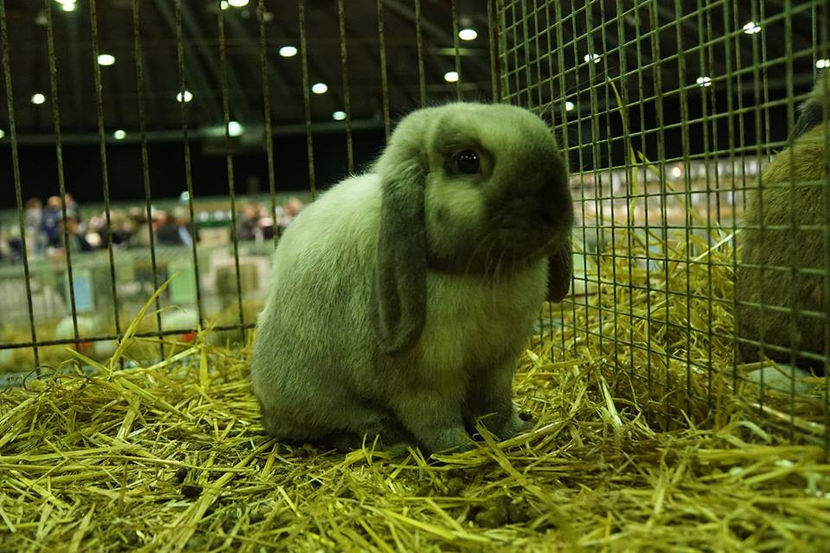  - EXPOZIȚIA EUROPEANĂ - HERNING 2018